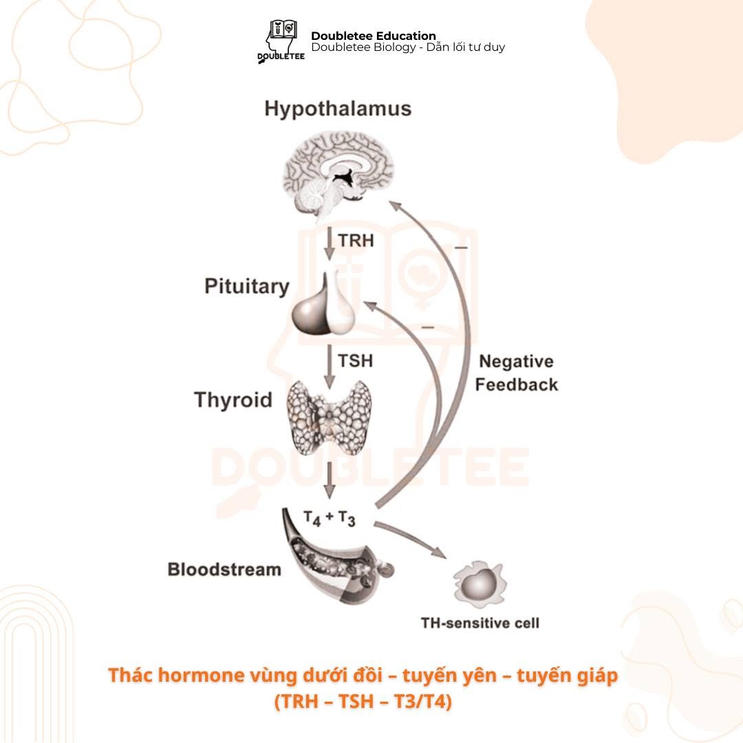 Trục vùng dưới đồi – tuyến yên – tuyến giáp duy trì cân bằng hormone.