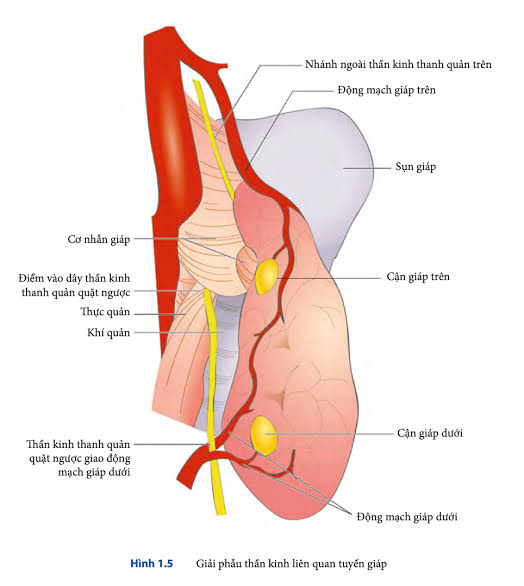 Những cấu trúc cần được nhận diện và bảo tồn trong phẫu thuật tuyến giáp.