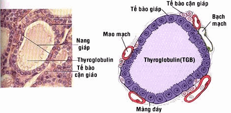 Nang tuyến là đơn vị cấu tạo và hoạt động cơ bản của tuyến giáp.